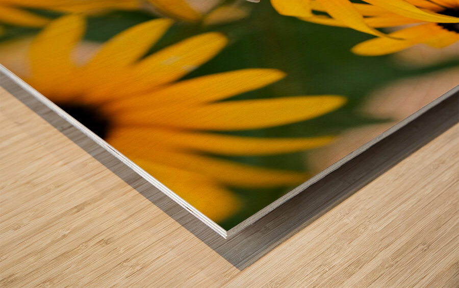 Bee A Black-Eyed Susan Secret Guest Wood print