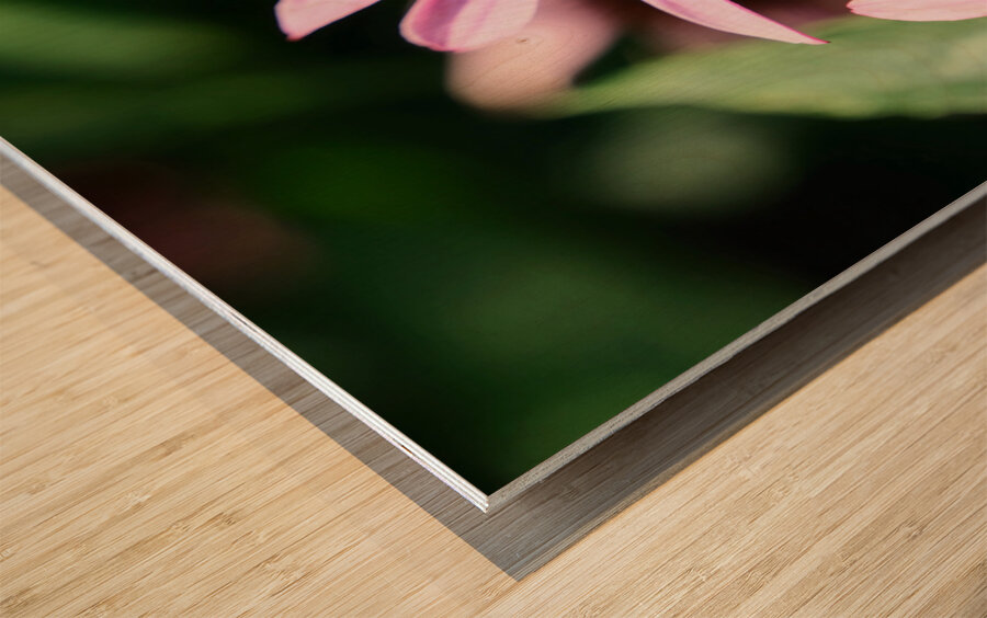 Coneflower and the Resting Wanderer Wood print