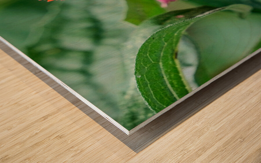 Stillness Amid the Spires of Echinacea Wood print