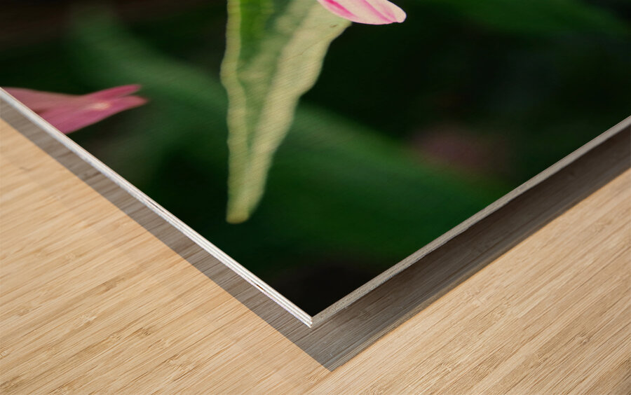 Duo at Dawn: Bees on the Coneflower’s Crown Impression sur bois