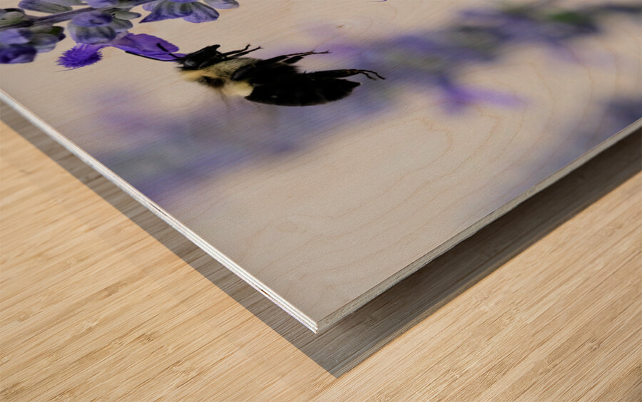 Salvia Bloom & the Pollinator Wood print