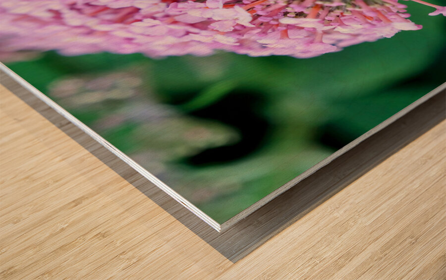 Bee Still on Butterfly Bush Impression sur bois