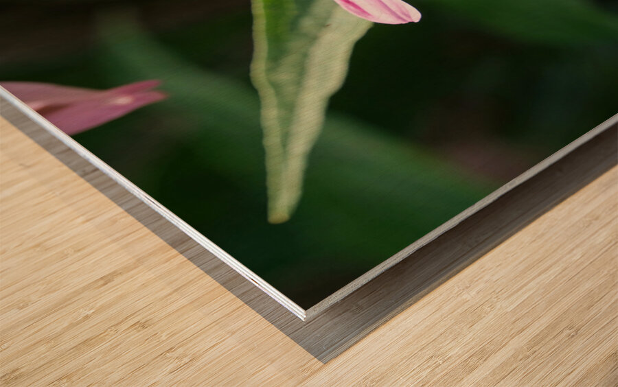 The Harmony of Pollination: Twin Bees on a Purple Coneflower Wood print