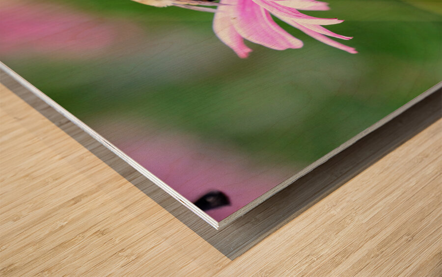 A Bumblebee’s Pause on Coneflower Impression sur bois