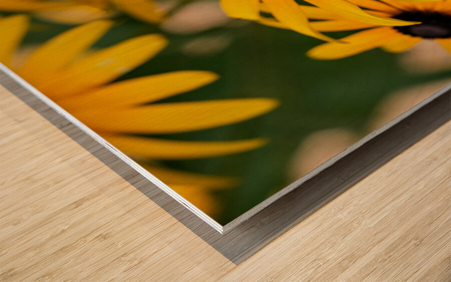 Bee One with Black-Eyed Susan Wood print