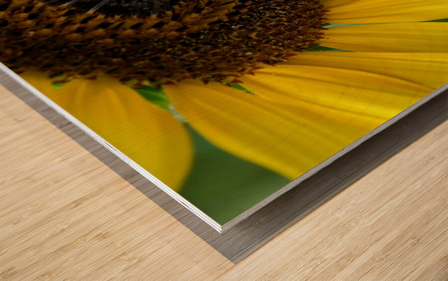 Bee Under the Sunflower:  The Architect of Harvest Wood print
