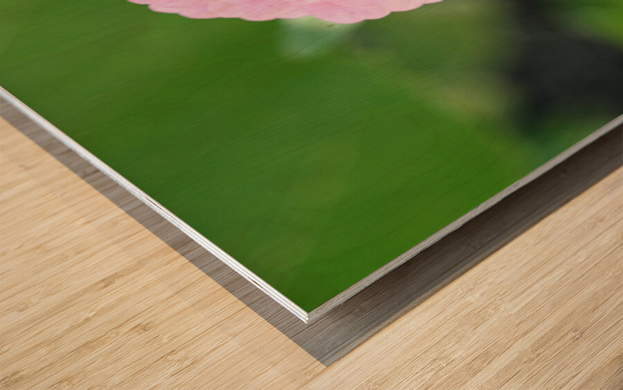 Pretty in Pink Zinnia:  Soft Celestial from Earth’s Garden Wood print