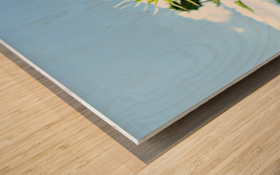 Bloom of the Dark Sun Flower Wood print