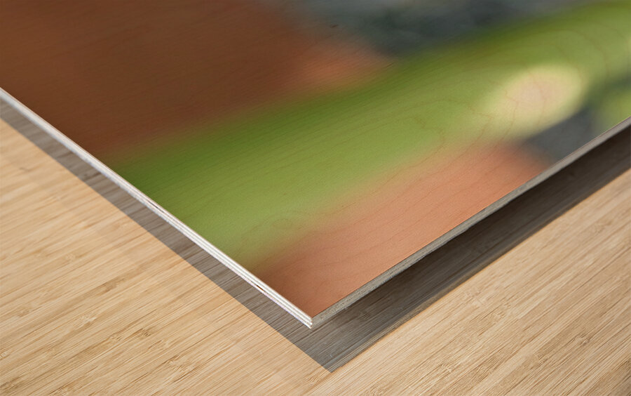 The Quiet Provider: Portrait of Pollination Impression sur bois