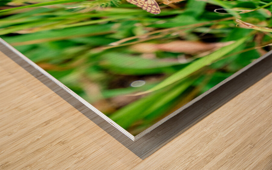 Buttery Butterfly as Omen of Calm Wood print