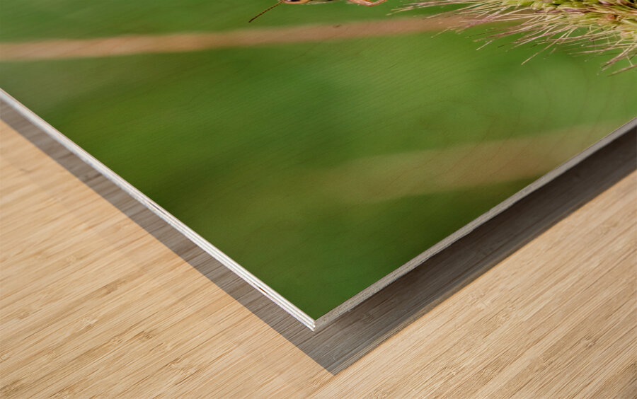 Smiling Happy Hopper on the Wild Silk Spine Wood print