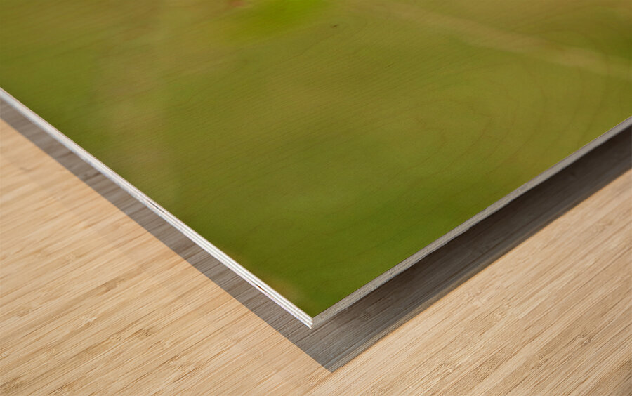 Buckeye Butterfly: Nature’s Tiny Oracle Wood print