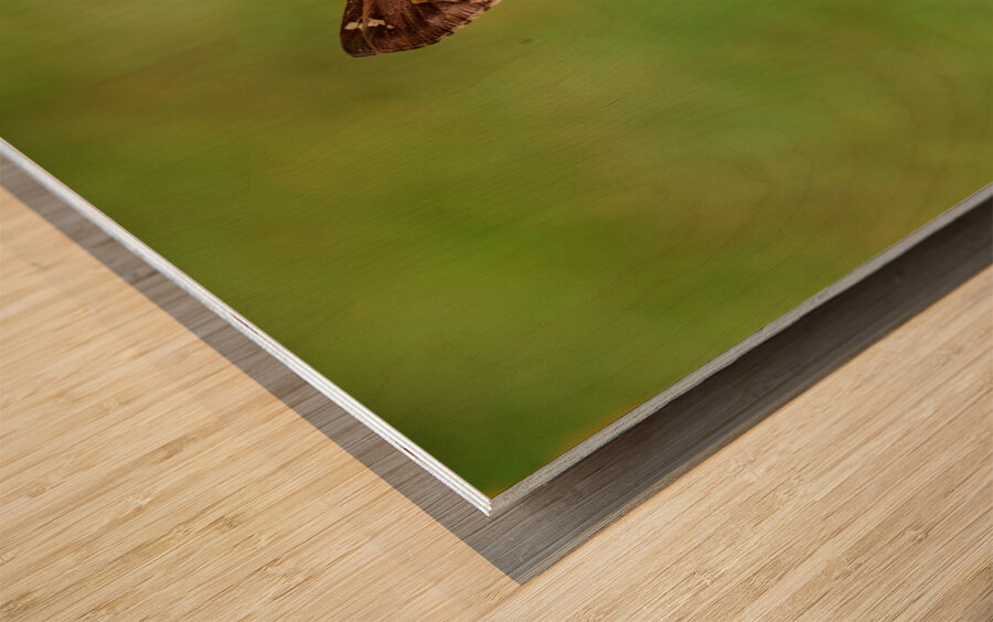 Marigold Thrones and Winged Kings Wood print