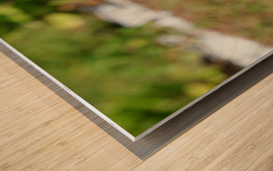 A Butterfly’s Pause Amid Sunfire Blooms Impression sur bois