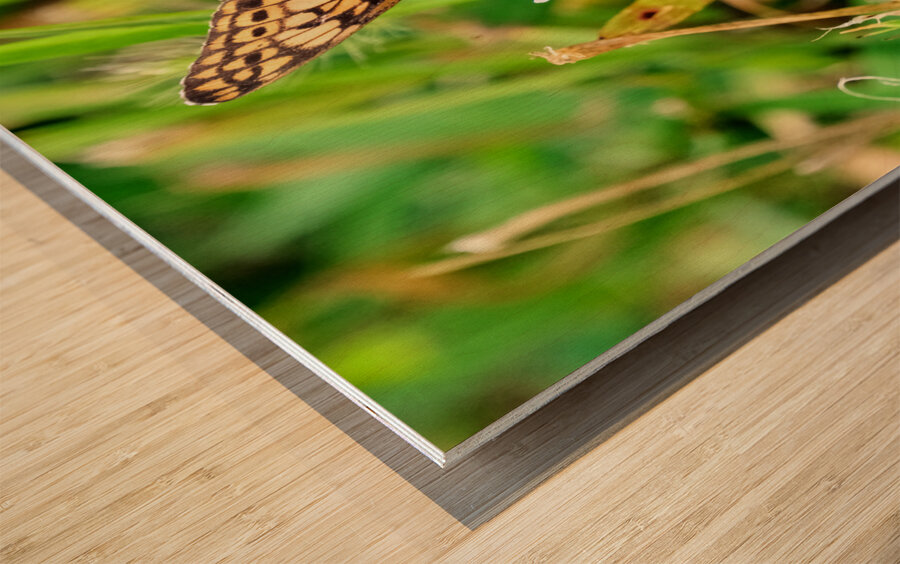 Field Cipher: A Nature Decoded Wood print