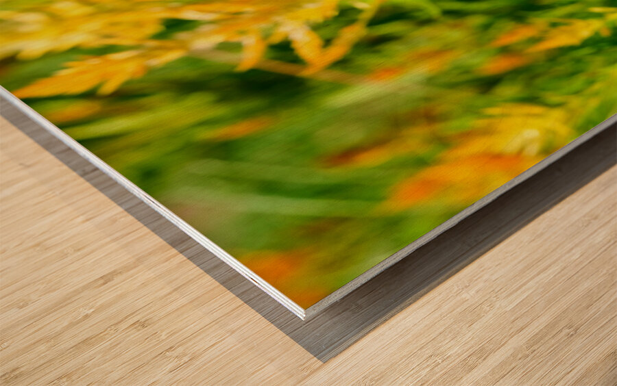 Yellow Wool Flower: Fields of Fire and Flight Wood print