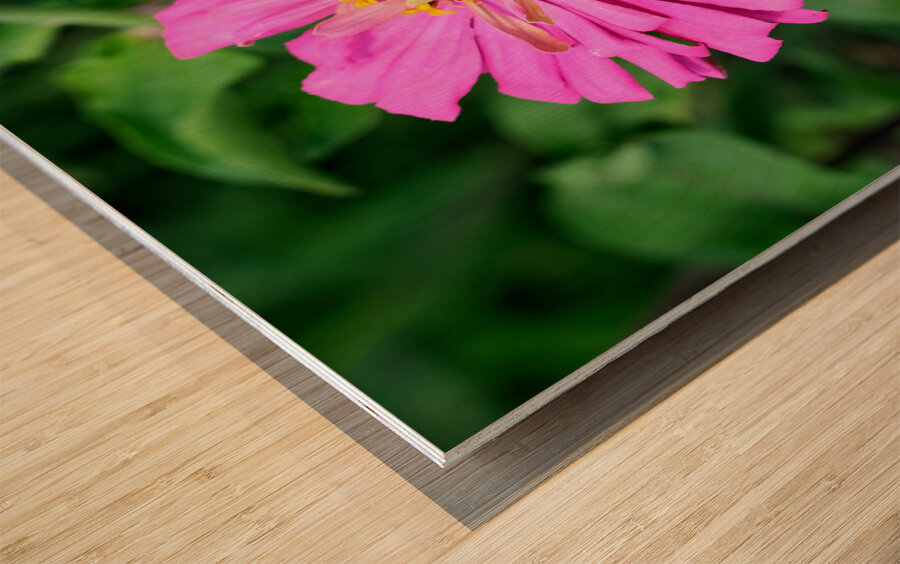 Buzzing Secrets of a Summer Queen Wood print