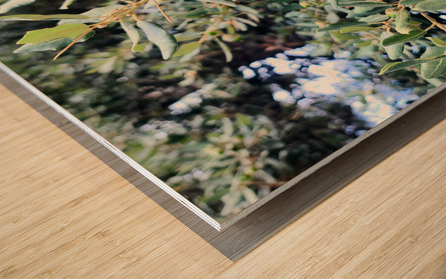 Acorn Awakening Impression sur bois