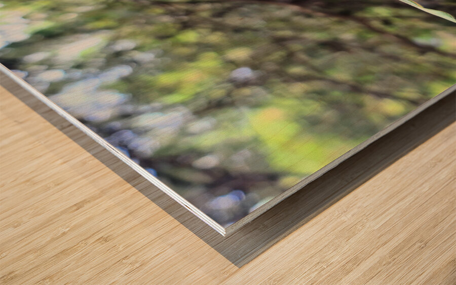 Nature’s Little Lanterns: A Hidden Symphony of Light and Green Impression sur bois