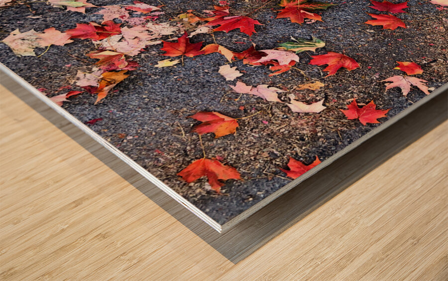 Grounded in Colors: Scattered Beauty Wood print