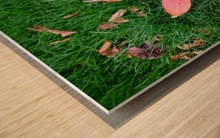 Leaf Me on the Grass Wood print