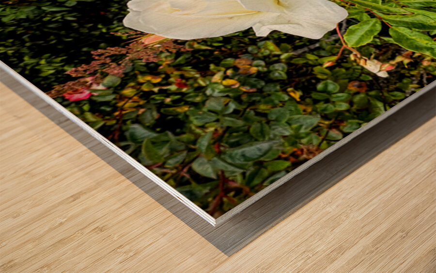 White Rose: Porcelain Breeze Wood print