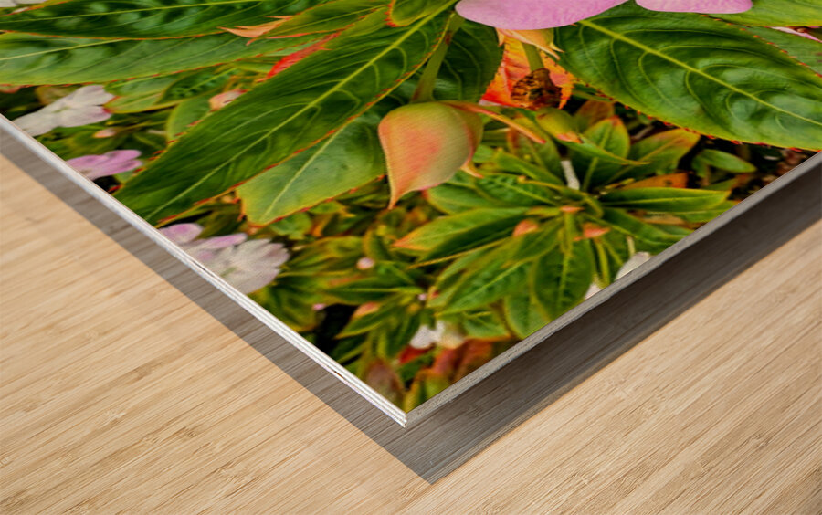 Impatiens: Soliloquy in Pink Wood print