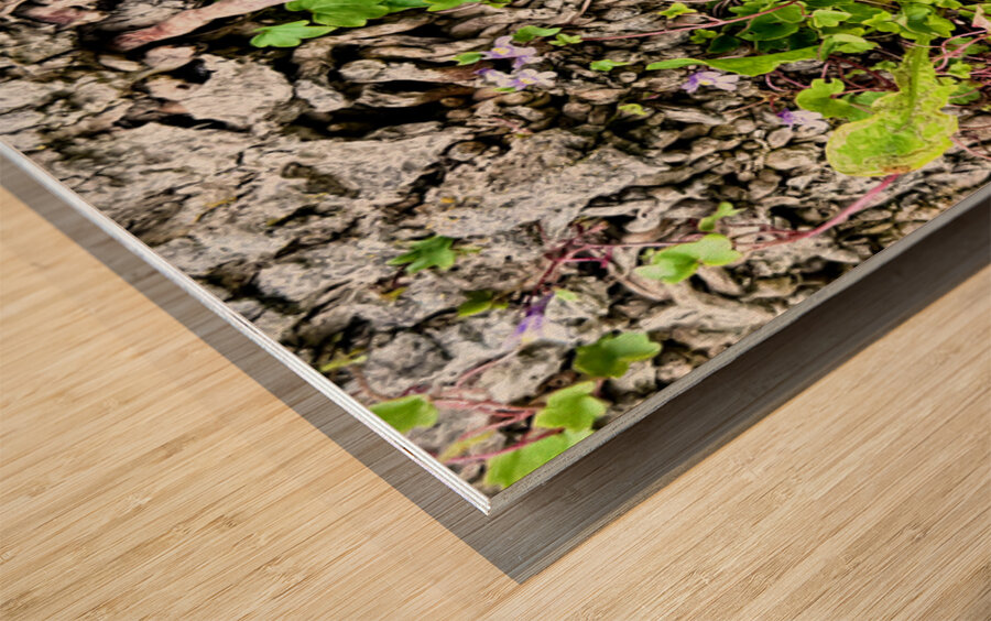  Ivy-leaved Toadflax: A Green Defiance Wood print