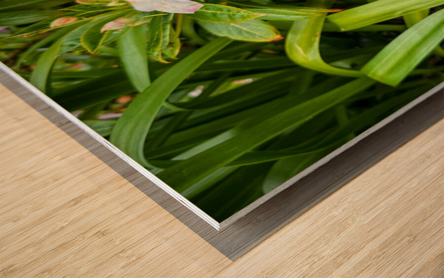 Green Rhythm Pink Pause Impression sur bois