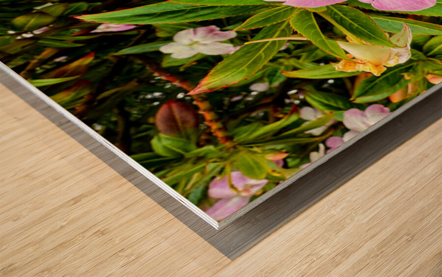 Impatiens: One Quiet Bloom Wood print