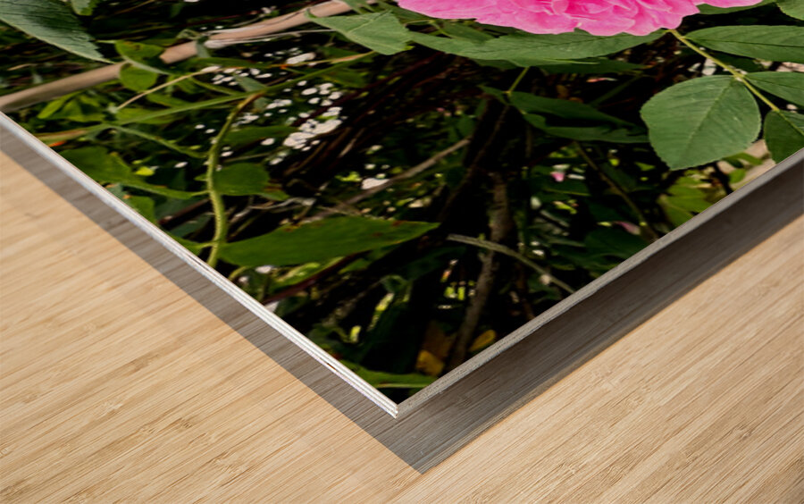 Wild Grace: The Rugosa Bloom Impression sur bois