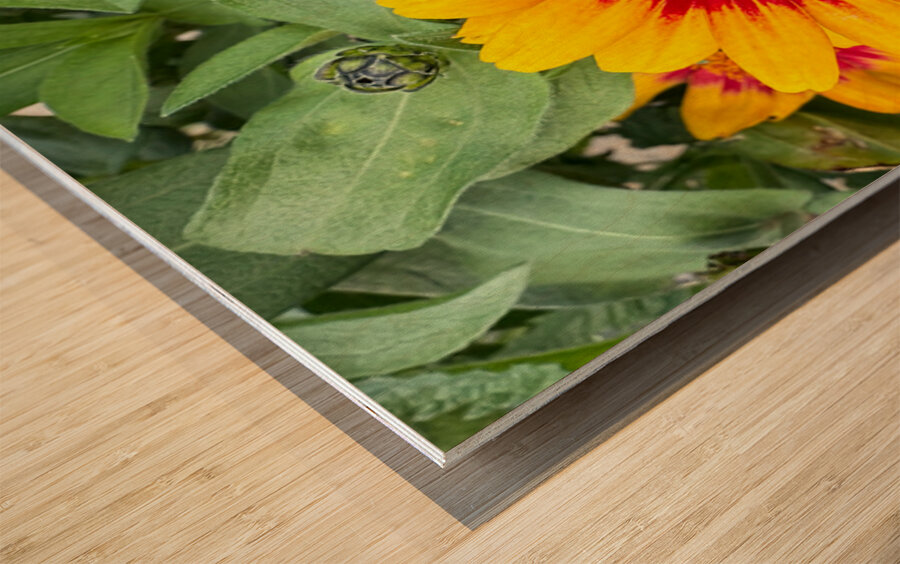 Solflare Echo Wood print