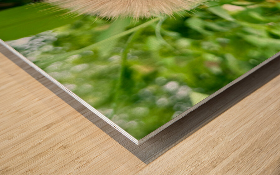 The Last Wishkeeper: Holding Dreams Before the Wind Wood print