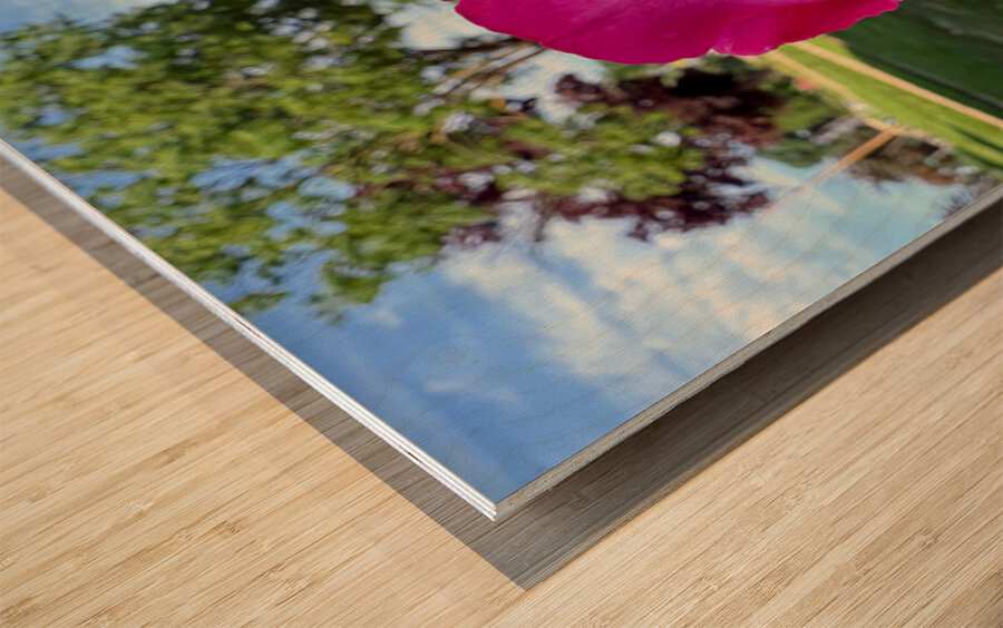 The Rose That Waits: Patience in Pink Wood print