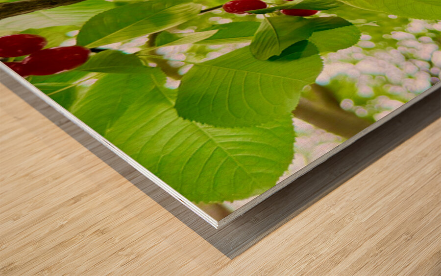 The Patience of Fruit: A Quiet Celebration Impression sur bois