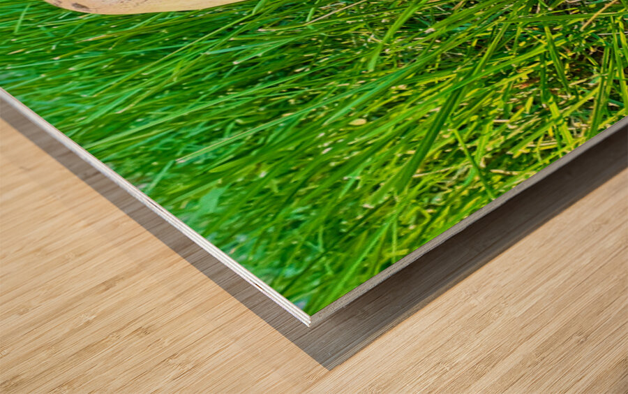 A Quiet Uprising from Below Wood print