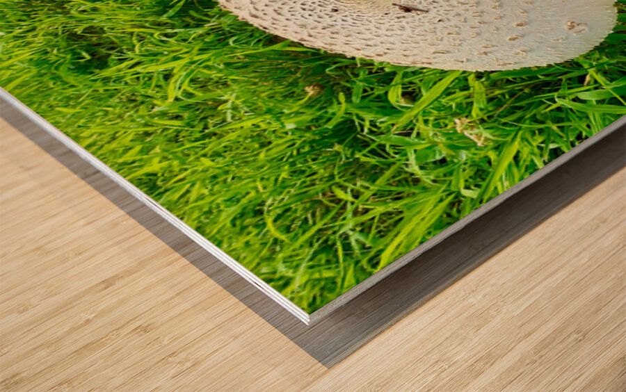 Fungal Solar Disc Wood print