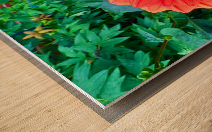 Dahlia Inferna: The Flame That Blossoms Wood print