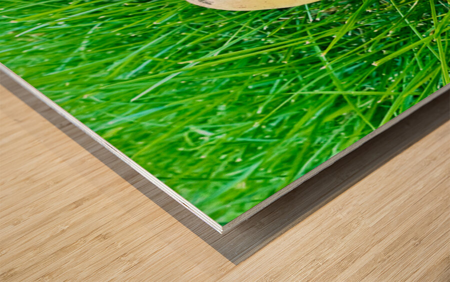 The Philosopher’s Cap Impression sur bois