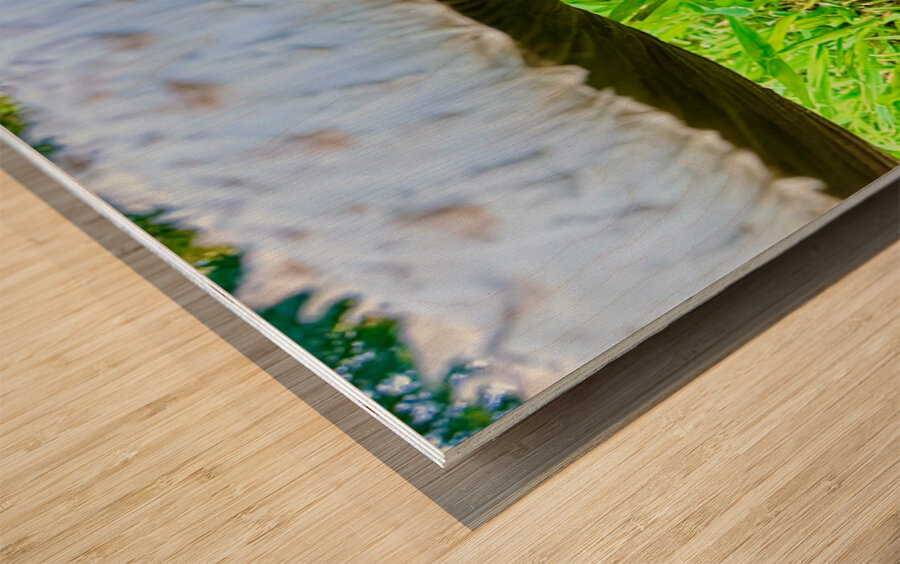 Under the Cap: A Fungal World Revealed Impression sur bois