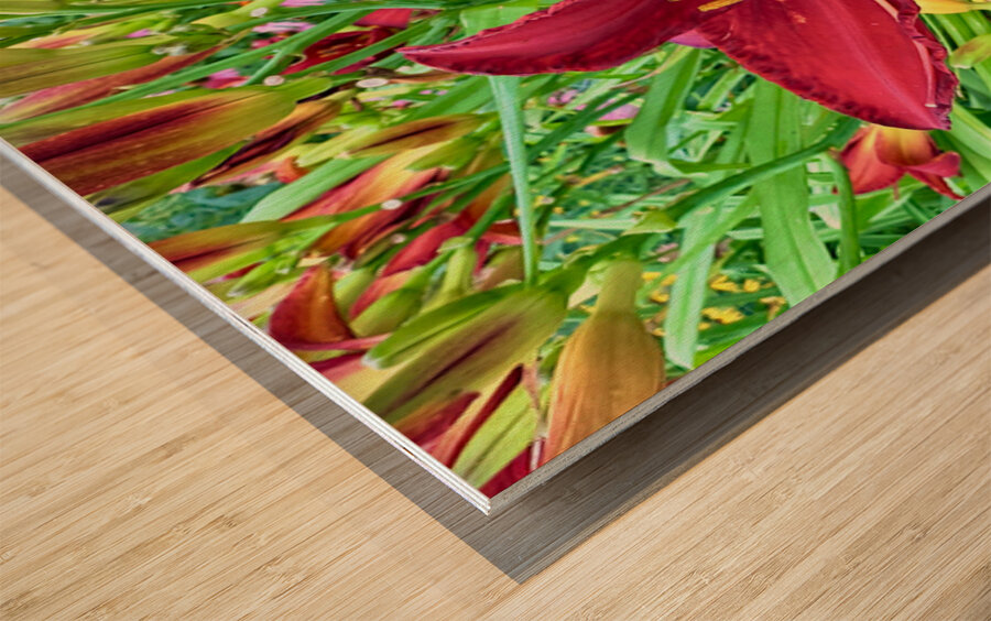 Royal Daylily Portrait Wood print