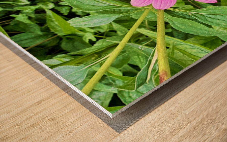 Heart of Summer Impression sur bois