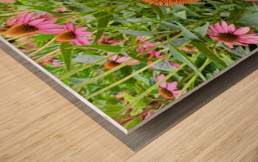 Echinacea Ensemble Wood print
