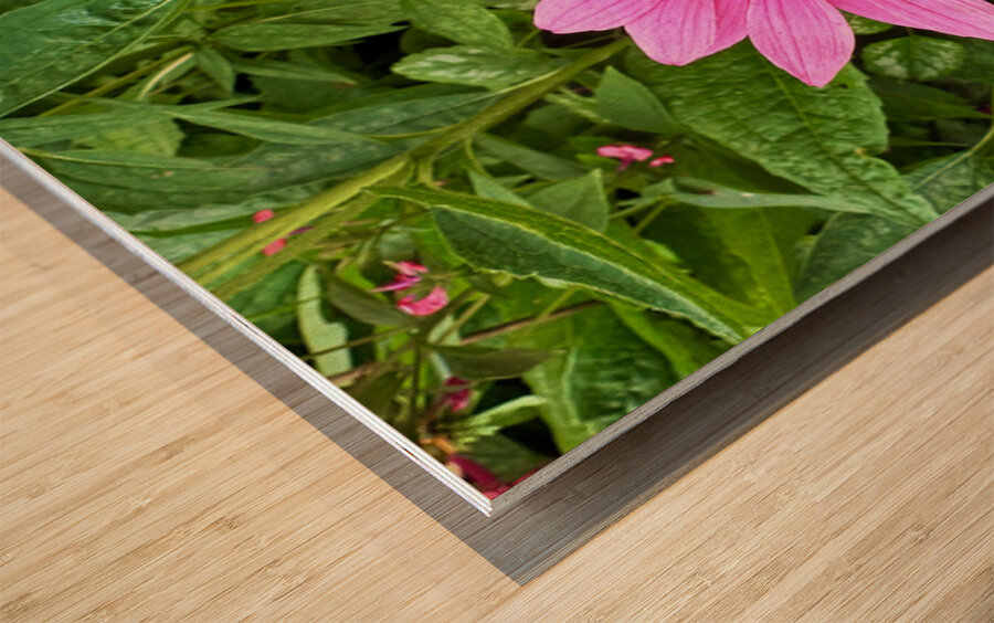 Pink Serenity Wood print