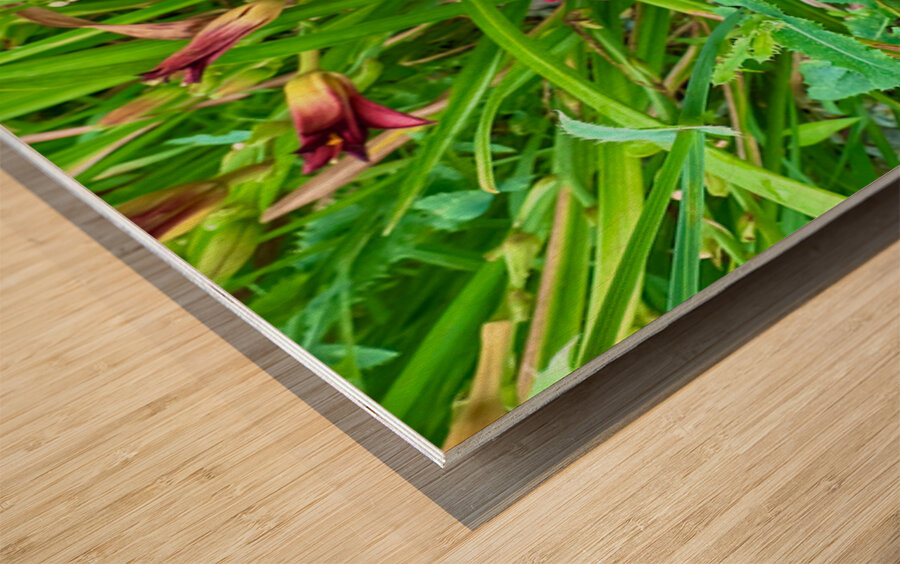 Fireheart Daylily Wood print