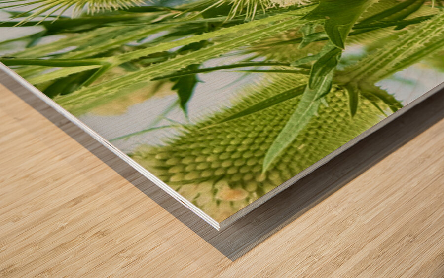 Wings and Spikes Impression sur bois