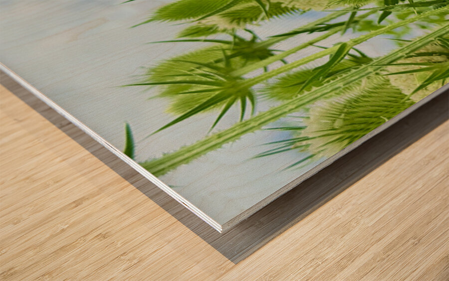 The Reach of Teasel Wood print