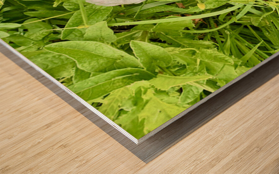 Bindweed Blossoms in the Grass Impression sur bois