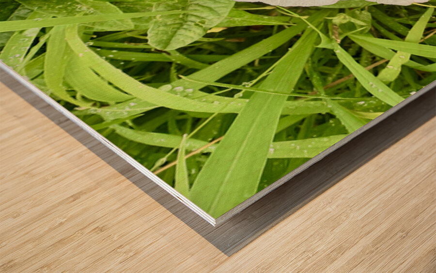 Paired in Bloom: Bindweed Duo Wood print