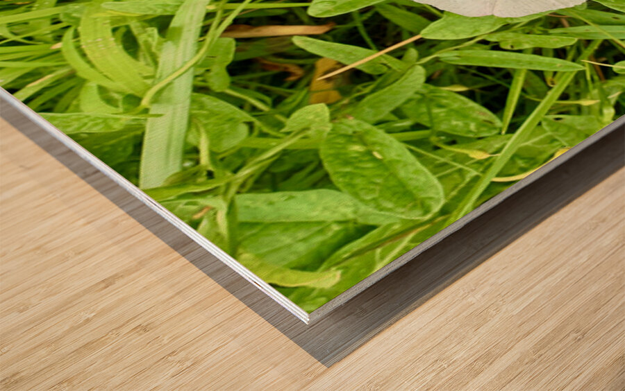 Bindweed Still Life in Nature Wood print